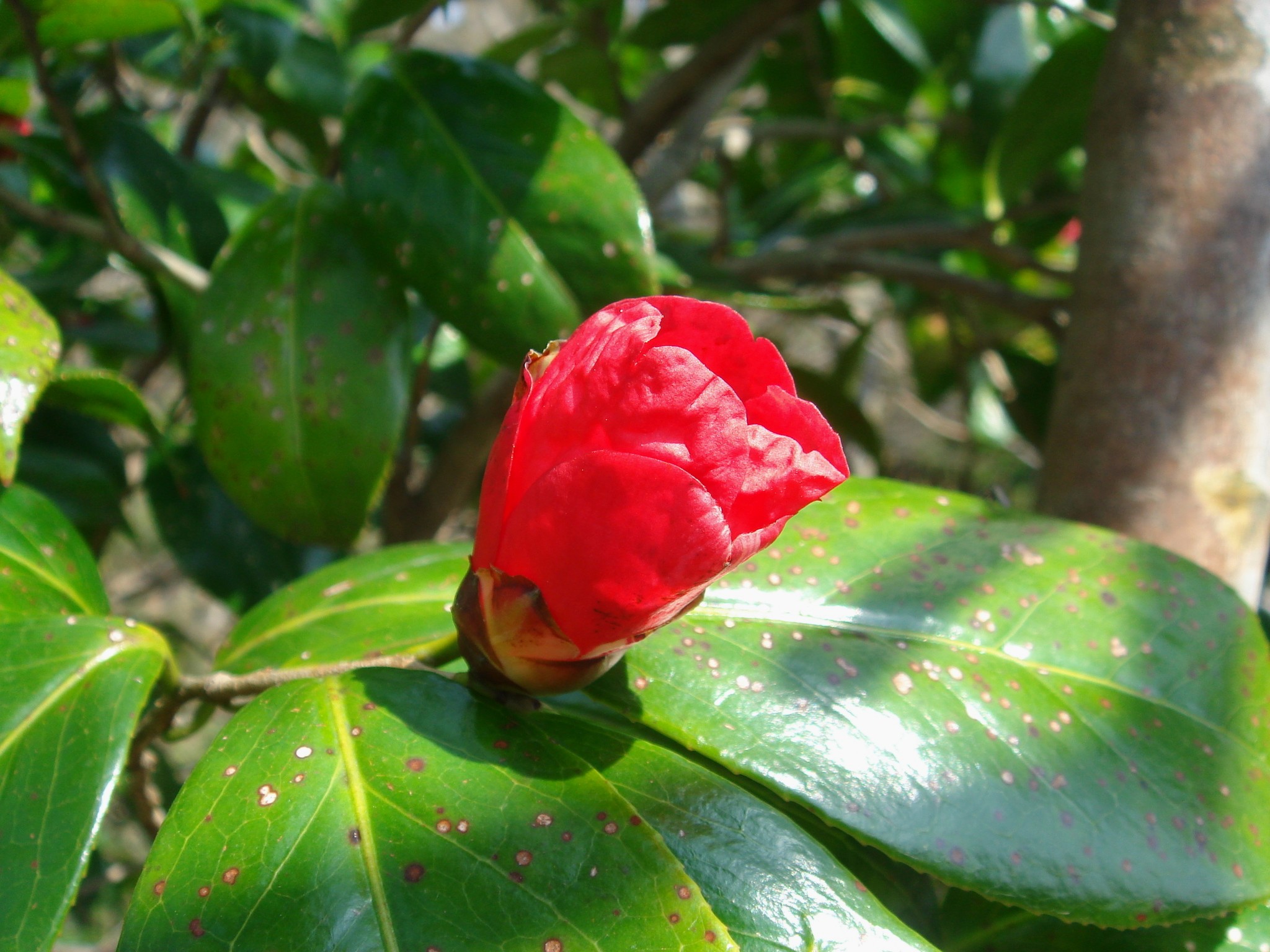 Camellia japonica L. subsp. rusticana (Honda) Kitamura